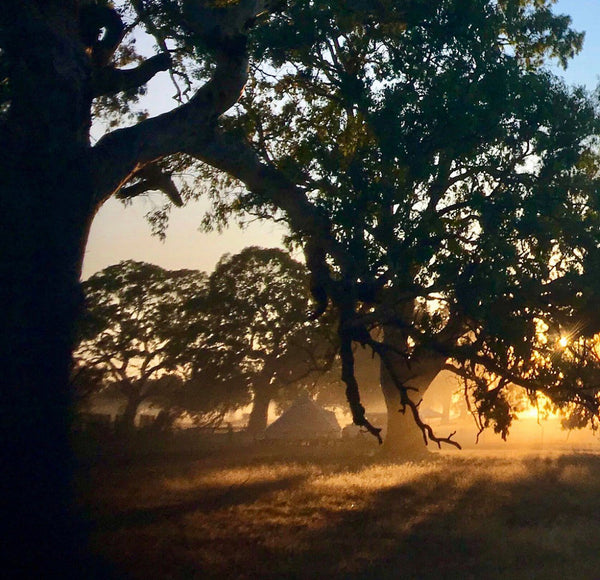 Build our Biodiversity - Buys plants and fencing