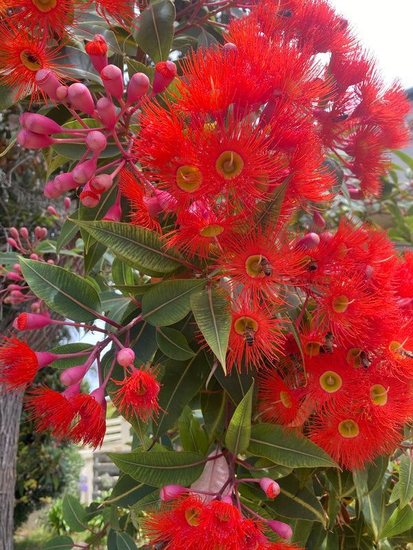 Build our Biodiversity - Buys plants and fencing