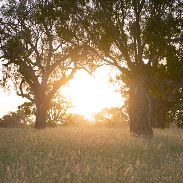 Bellwether Wines camping grounds