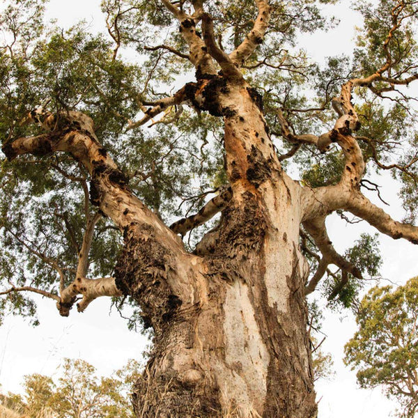 Powered Campsite | Magarey