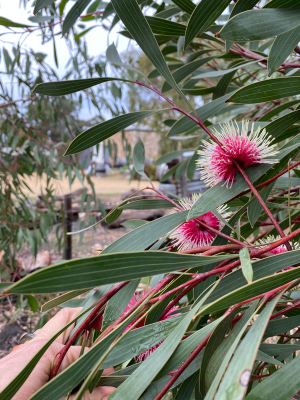 Build our Biodiversity - Buys plants and fencing