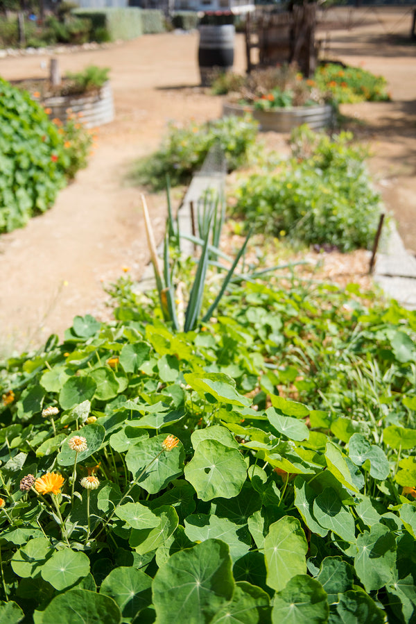 Bellwether Herb and veggie Garden tour, revegetation.