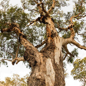 Powered Campsite | Magarey